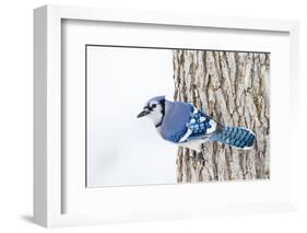 Wichita County, Texas. Blue Jay, Cyanocitta Cristata, Feeding in Snow-Larry Ditto-Framed Photographic Print