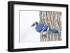 Wichita County, Texas. Blue Jay, Cyanocitta Cristata, Feeding in Snow-Larry Ditto-Framed Premium Photographic Print