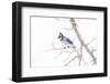 Wichita County, Texas. Blue Jay, Cyanocitta Cristata, Feeding in Snow-Larry Ditto-Framed Photographic Print