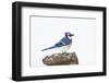 Wichita County, Texas. Blue Jay, Cyanocitta Cristata, Feeding in Snow-Larry Ditto-Framed Premium Photographic Print