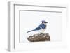 Wichita County, Texas. Blue Jay, Cyanocitta Cristata, Feeding in Snow-Larry Ditto-Framed Premium Photographic Print