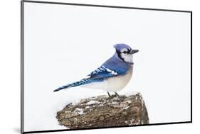 Wichita County, Texas. Blue Jay, Cyanocitta Cristata, Feeding in Snow-Larry Ditto-Mounted Photographic Print