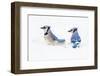 Wichita County, Texas. Blue Jay, Cyanocitta Cristata, Feeding in Snow-Larry Ditto-Framed Photographic Print