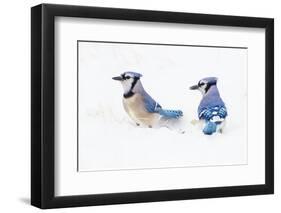 Wichita County, Texas. Blue Jay, Cyanocitta Cristata, Feeding in Snow-Larry Ditto-Framed Photographic Print