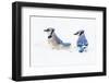 Wichita County, Texas. Blue Jay, Cyanocitta Cristata, Feeding in Snow-Larry Ditto-Framed Premium Photographic Print