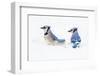 Wichita County, Texas. Blue Jay, Cyanocitta Cristata, Feeding in Snow-Larry Ditto-Framed Premium Photographic Print