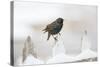 Wichita County, Texas. European Starling on Picket Fence-Larry Ditto-Stretched Canvas