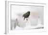 Wichita County, Texas. European Starling on Picket Fence-Larry Ditto-Framed Photographic Print