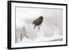 Wichita County, Texas. European Starling on Picket Fence-Larry Ditto-Framed Photographic Print