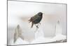 Wichita County, Texas. European Starling on Picket Fence-Larry Ditto-Mounted Photographic Print