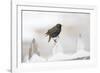 Wichita County, Texas. European Starling on Picket Fence-Larry Ditto-Framed Photographic Print