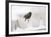 Wichita County, Texas. European Starling on Picket Fence-Larry Ditto-Framed Photographic Print