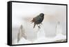 Wichita County, Texas. European Starling on Picket Fence-Larry Ditto-Framed Stretched Canvas