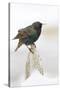 Wichita County, Texas. European Starling on Picket Fence-Larry Ditto-Stretched Canvas