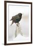 Wichita County, Texas. European Starling on Picket Fence-Larry Ditto-Framed Photographic Print