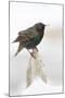 Wichita County, Texas. European Starling on Picket Fence-Larry Ditto-Mounted Photographic Print