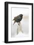 Wichita County, Texas. European Starling on Picket Fence-Larry Ditto-Framed Photographic Print