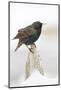 Wichita County, Texas. European Starling on Picket Fence-Larry Ditto-Mounted Photographic Print