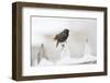 Wichita County, Texas. European Starling on Picket Fence-Larry Ditto-Framed Photographic Print