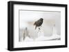 Wichita County, Texas. European Starling on Picket Fence-Larry Ditto-Framed Photographic Print