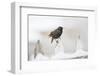 Wichita County, Texas. European Starling on Picket Fence-Larry Ditto-Framed Photographic Print