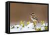 Wichita County, Texas. House Sparrow after Winter Snow-Larry Ditto-Framed Stretched Canvas