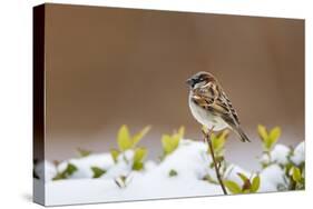 Wichita County, Texas. House Sparrow after Winter Snow-Larry Ditto-Stretched Canvas