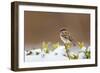 Wichita County, Texas. House Sparrow after Winter Snow-Larry Ditto-Framed Photographic Print