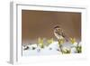 Wichita County, Texas. House Sparrow after Winter Snow-Larry Ditto-Framed Photographic Print