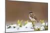 Wichita County, Texas. House Sparrow after Winter Snow-Larry Ditto-Mounted Photographic Print