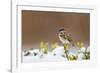 Wichita County, Texas. House Sparrow after Winter Snow-Larry Ditto-Framed Photographic Print