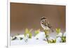 Wichita County, Texas. House Sparrow after Winter Snow-Larry Ditto-Framed Photographic Print