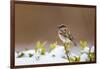 Wichita County, Texas. House Sparrow after Winter Snow-Larry Ditto-Framed Photographic Print