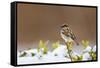 Wichita County, Texas. House Sparrow after Winter Snow-Larry Ditto-Framed Stretched Canvas