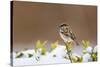 Wichita County, Texas. House Sparrow after Winter Snow-Larry Ditto-Stretched Canvas