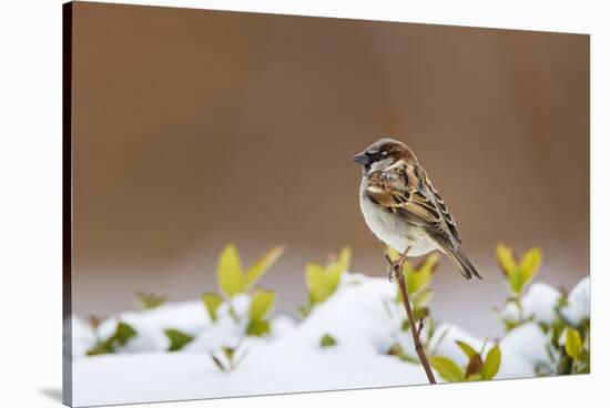 Wichita County, Texas. House Sparrow after Winter Snow-Larry Ditto-Stretched Canvas