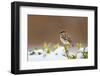 Wichita County, Texas. House Sparrow after Winter Snow-Larry Ditto-Framed Photographic Print