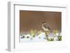 Wichita County, Texas. House Sparrow after Winter Snow-Larry Ditto-Framed Photographic Print