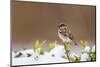 Wichita County, Texas. House Sparrow after Winter Snow-Larry Ditto-Mounted Photographic Print