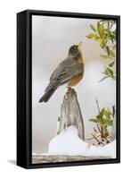 Wichita Falls, Texas. American Robin Searching for Berries-Larry Ditto-Framed Stretched Canvas