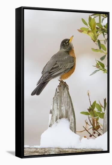 Wichita Falls, Texas. American Robin Searching for Berries-Larry Ditto-Framed Stretched Canvas