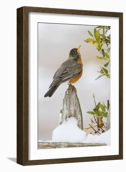 Wichita Falls, Texas. American Robin Searching for Berries-Larry Ditto-Framed Photographic Print