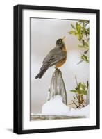 Wichita Falls, Texas. American Robin Searching for Berries-Larry Ditto-Framed Photographic Print