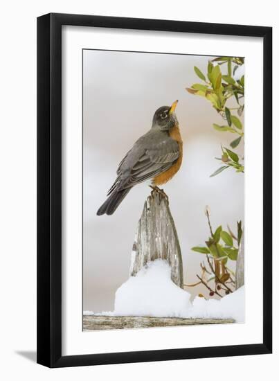 Wichita Falls, Texas. American Robin Searching for Berries-Larry Ditto-Framed Photographic Print