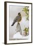 Wichita Falls, Texas. American Robin Searching for Berries-Larry Ditto-Framed Photographic Print