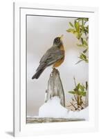 Wichita Falls, Texas. American Robin Searching for Berries-Larry Ditto-Framed Photographic Print