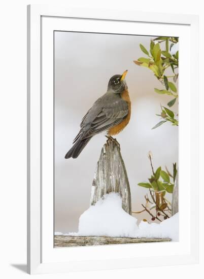 Wichita Falls, Texas. American Robin Searching for Berries-Larry Ditto-Framed Photographic Print