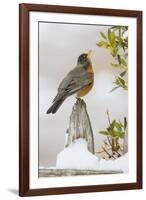 Wichita Falls, Texas. American Robin Searching for Berries-Larry Ditto-Framed Photographic Print