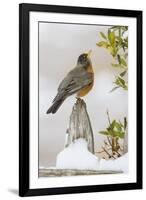 Wichita Falls, Texas. American Robin Searching for Berries-Larry Ditto-Framed Photographic Print