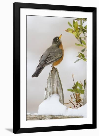 Wichita Falls, Texas. American Robin Searching for Berries-Larry Ditto-Framed Photographic Print